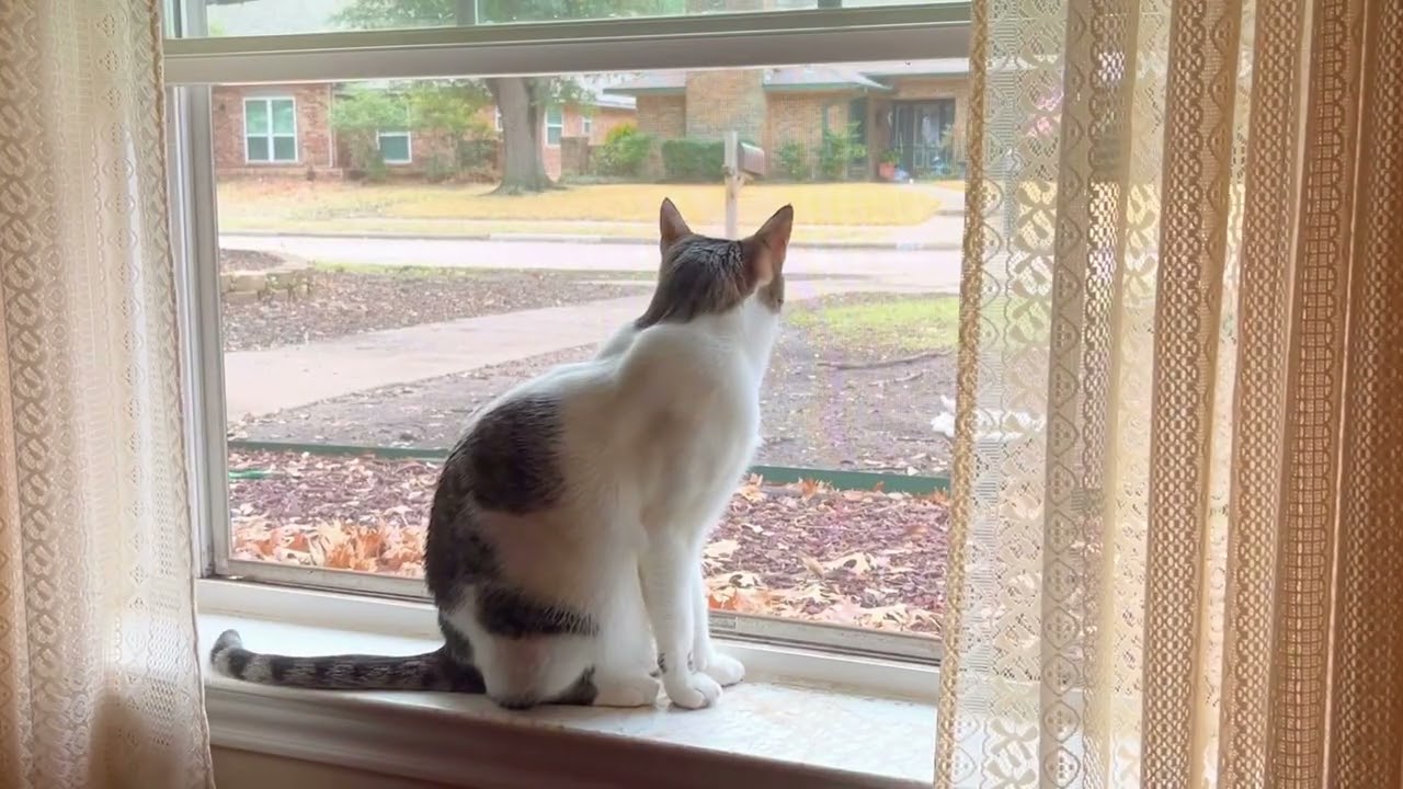 Simon Sitting in The Window