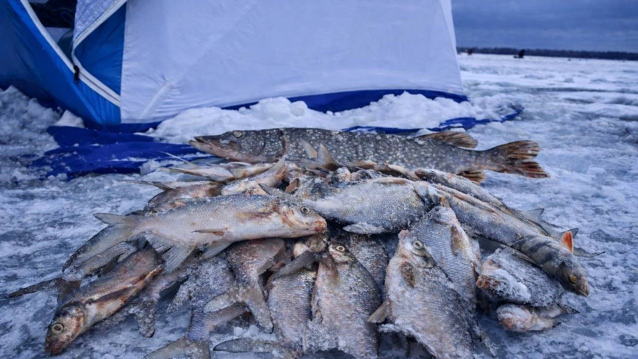 РЫБАЛКА С ПАЛАТКОЙ НА ЛЕЩА | ЩУКА НА ЖЕРЛИЦЫ | Рузское водохранилище | Зимняя рыбалка