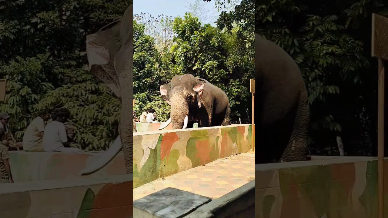 Dubare Elephant Camp, Coorg😍