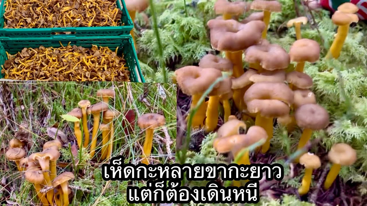 ep19#เห็ดกะหลายขากะยาวแต่ก็ต้องเดินหนี