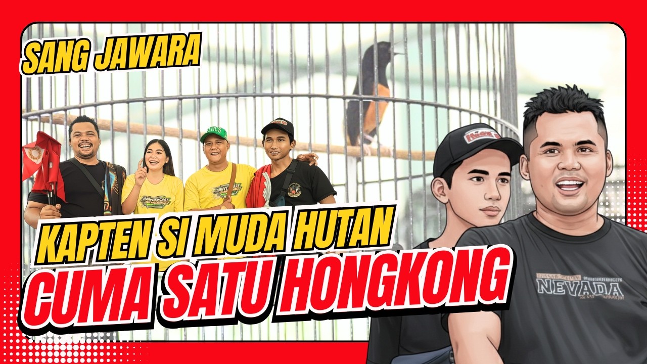 [MB KAPTEN] Murai Batu Hutan Murai Kapten Murai Muda Hutan Settingan Hongkong Buat Murai HoBi ID