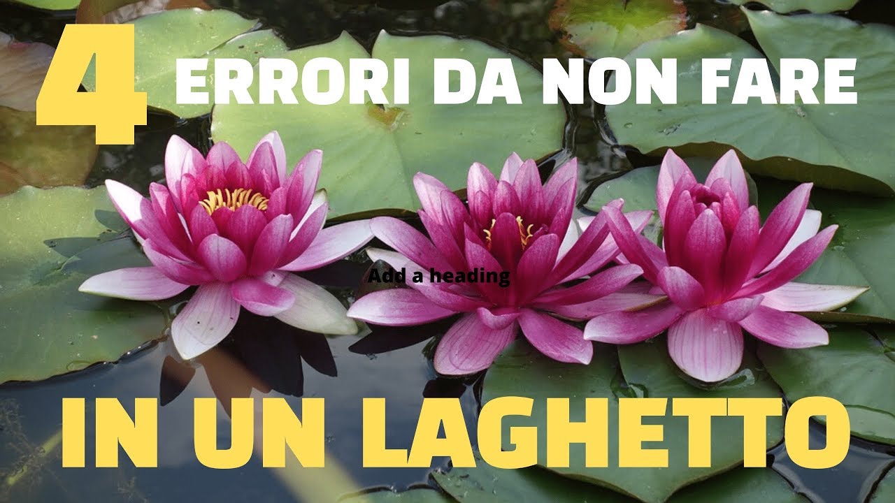 I 4 errori da non fare in un laghetto