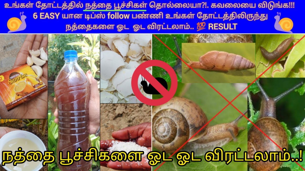 நத்தை பூச்சிகளை 🐌🐌 தோட்டத்திலிருந்து அழிக்கும் 6 EASY யான டிப்ஸ் || How to control SNAILS and SLUGS
