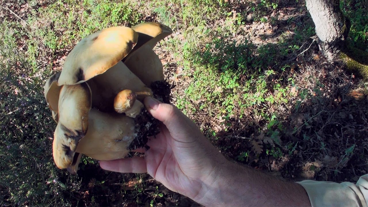 Καλογεράκια & Καίσαρες στο δάσος - Boletus aereus & Amanita caesarea in the forest