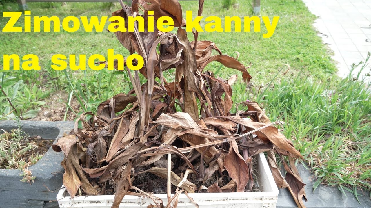 169. Kanny zimowane na sucho