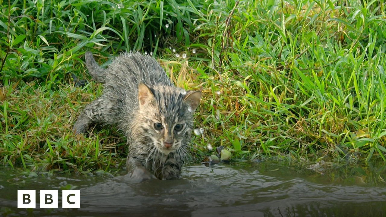 Watch a kitten try to catch fish for the first time | BBC Global