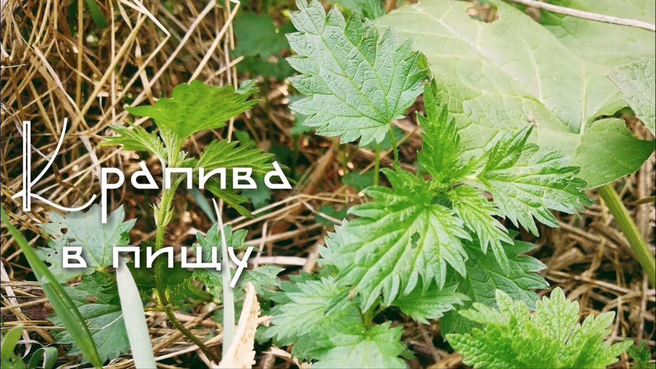 Дикоросы | Крапива в пищу | Как собирать крапиву | Зелёный смузи