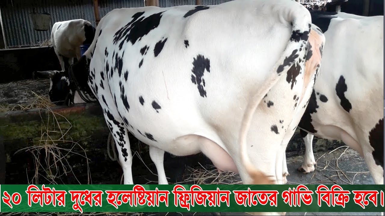 [243] 20 liter milk ready cow for sale in bangladesh| High breed friesian cow for sale| 01737-552493