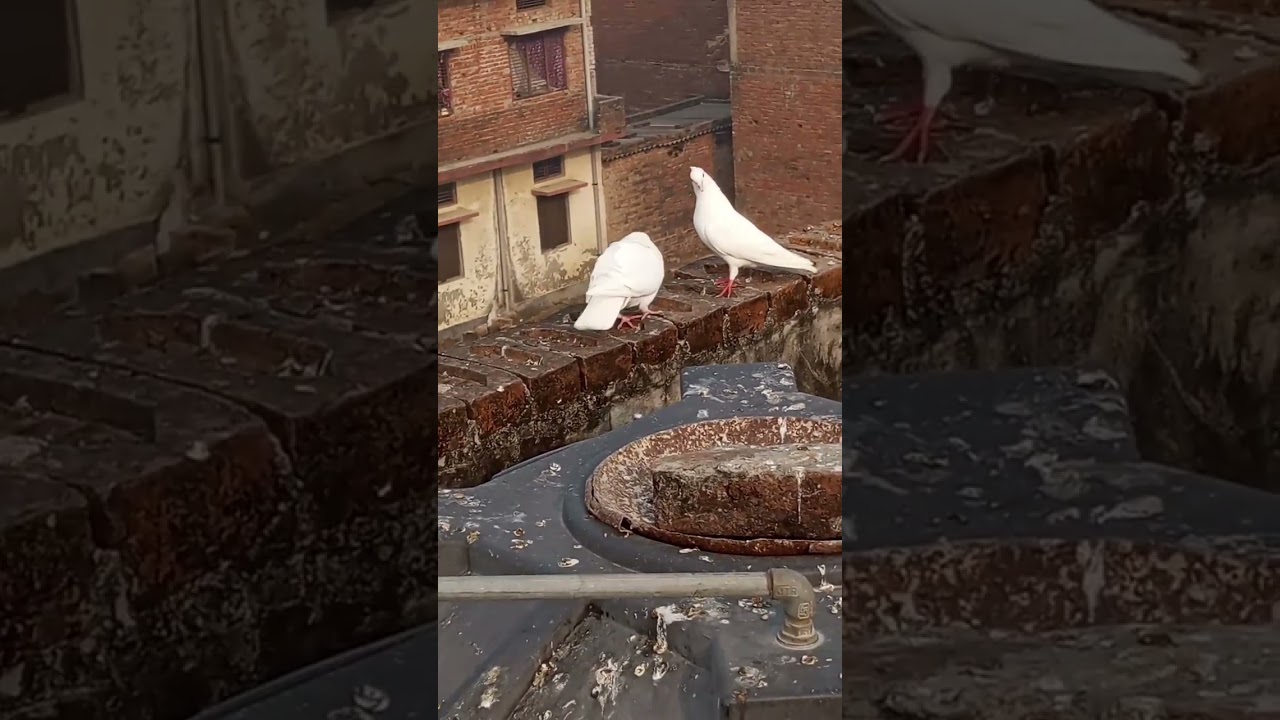 #pigeon🕊️ #pigeonpigeon #viral 🙏#youtubesshorts📷#kabuter #kabutarbaiz#viral #pigeonpigeon #youtubes