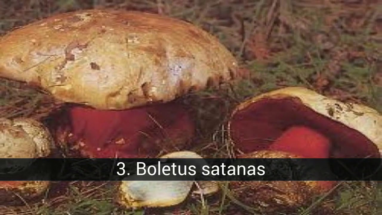 6 mushrooms, most poisonous in the world