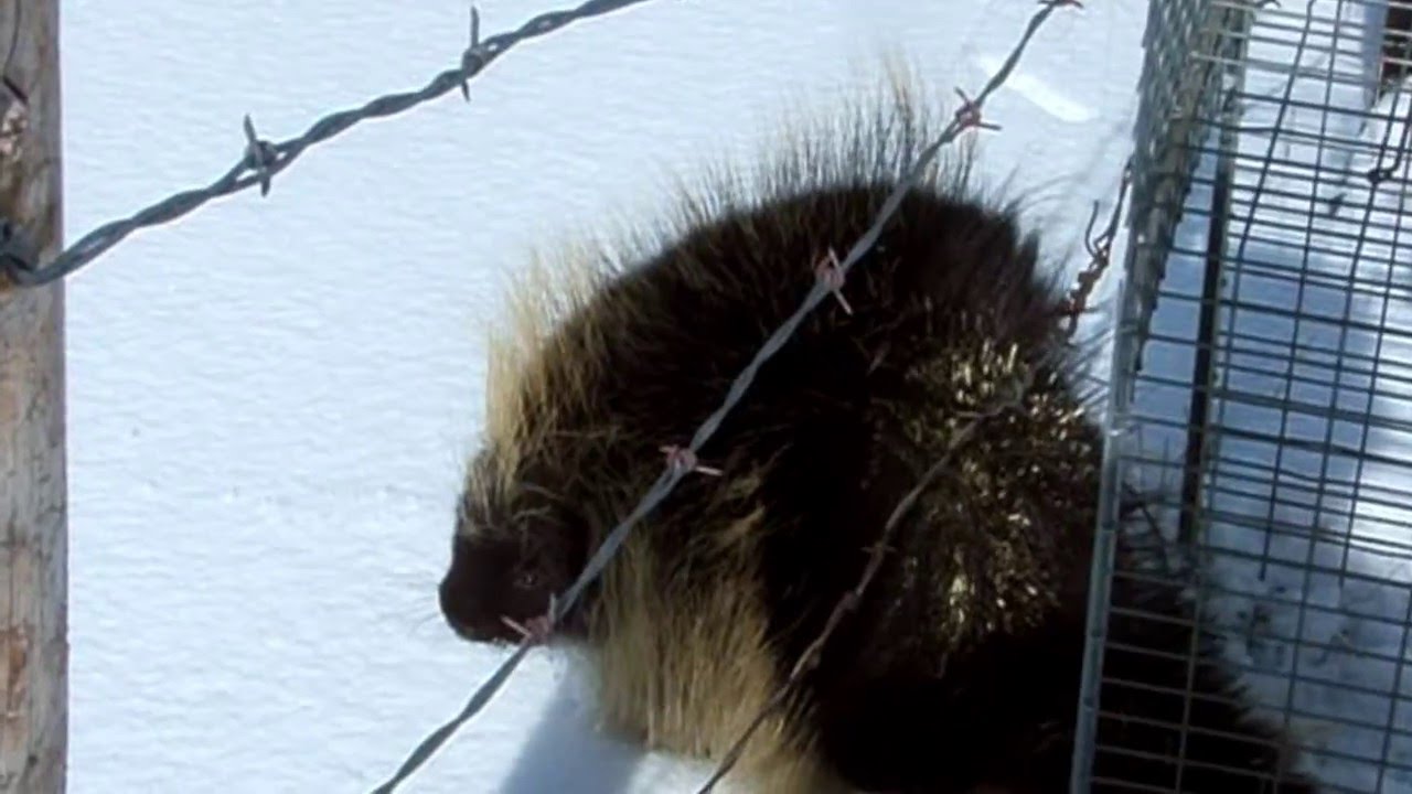How to Release a Trapped Porcupine