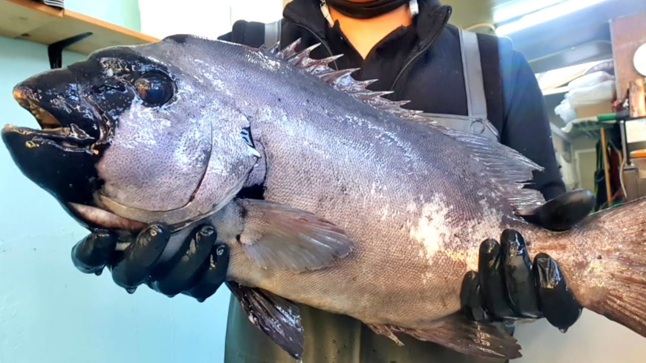 3,3 кг 57см большой полосатый клюв Самые вкусные сашими в мире