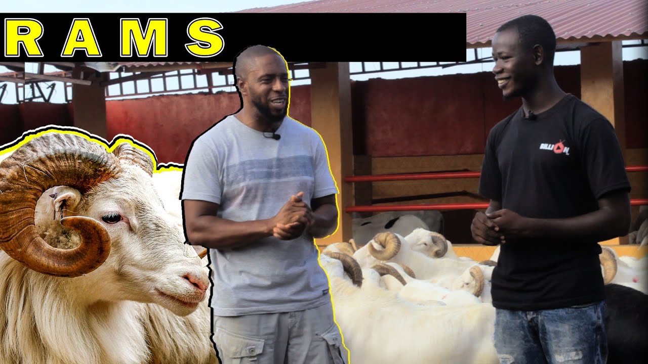 Ram Sales  at DJallows Farm🇬🇲