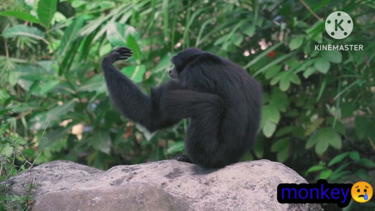 Monkey Story |বান্দর কাহানি |🙅ask reddit|askreddit