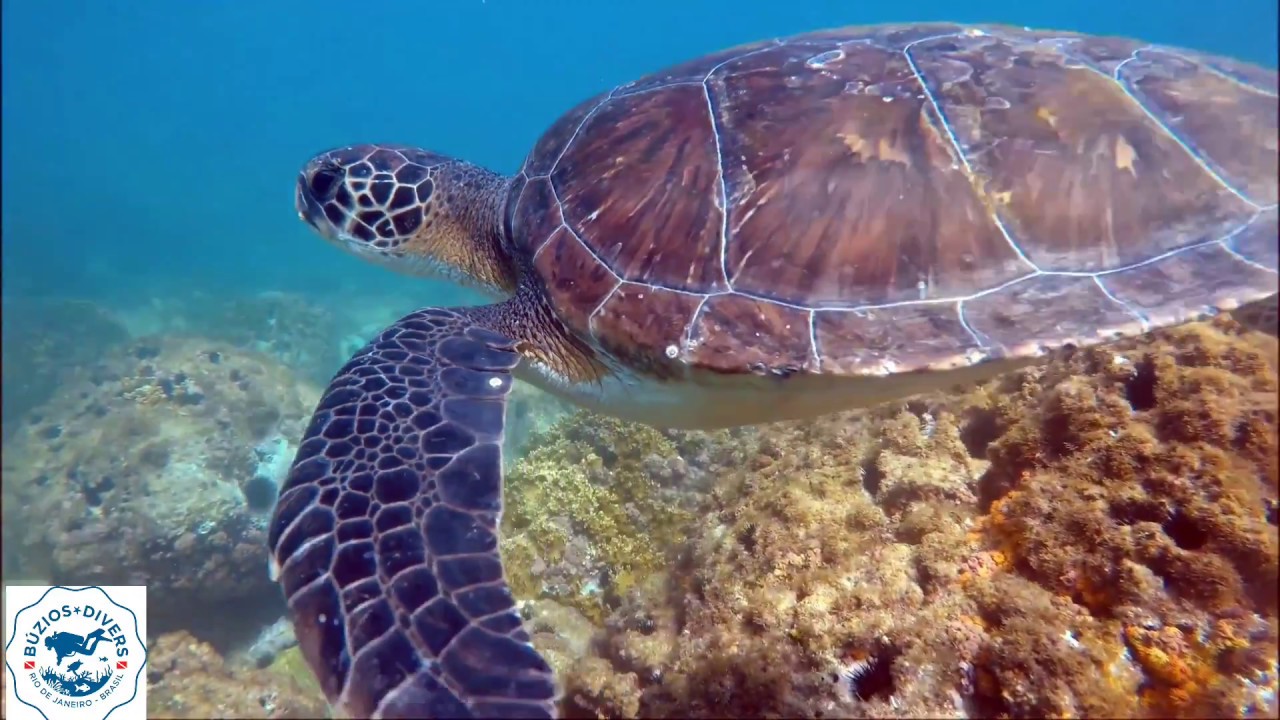 Scuba Diving in Búzios, Brazil!