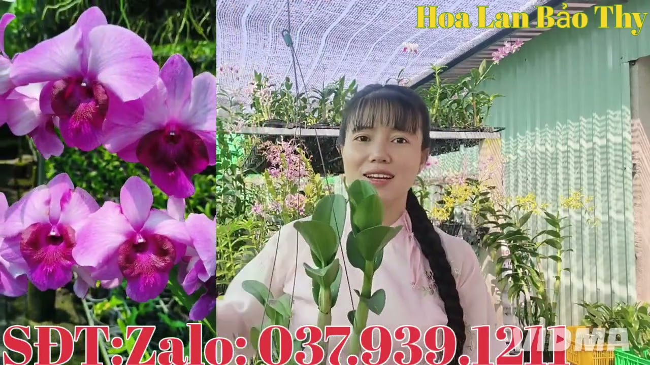 Hoa đẹp hoa thơm,giá yêu thương,kính mời cả nhà, 23-1-2026 (HoaLanBảoThy) 
