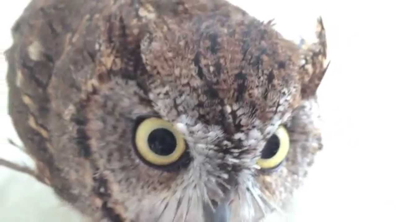 Bathtime of Cute owl / フクロウのくうちゃん、バスタイム