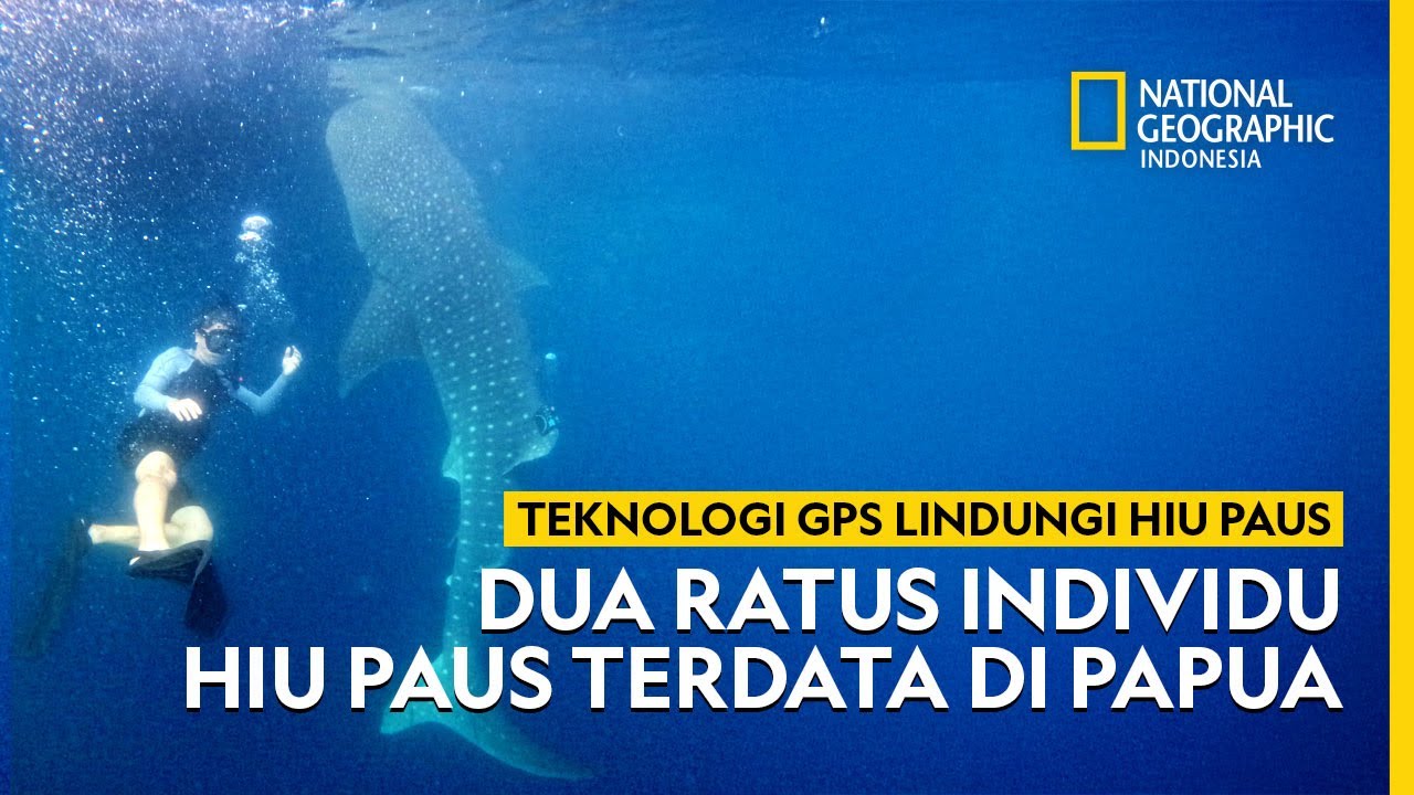 Pendataan Hiu Paus di Papua  - NATIONAL GEOGRAPHIC INDONESIA