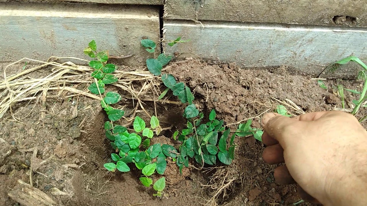 Plantando unha de gato trepadeiras