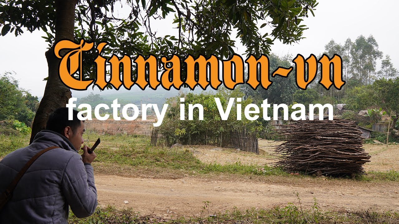 CINNAMON-VN - Top 1 biggest cinnamon factory in Vietnam