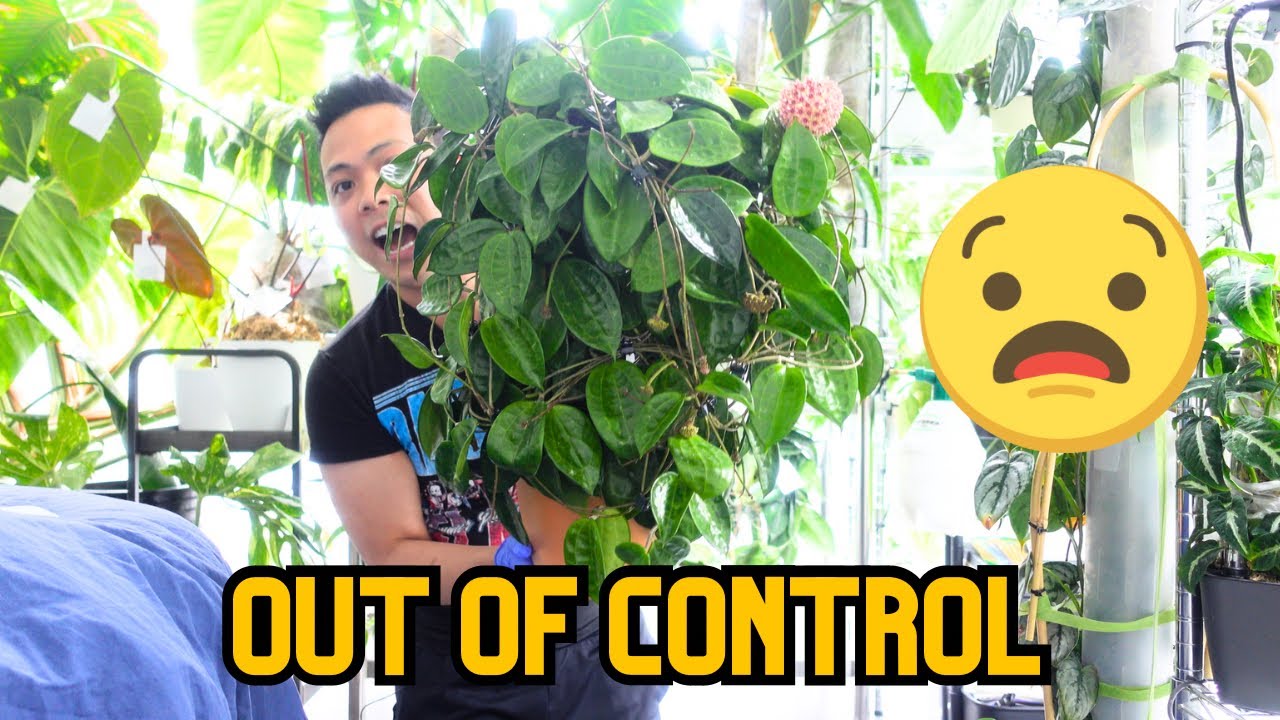 These Hoyas grow so fast! 💚 Hoya Plant Chores | Propagations, Clean up | indoor houseplant care 🌱