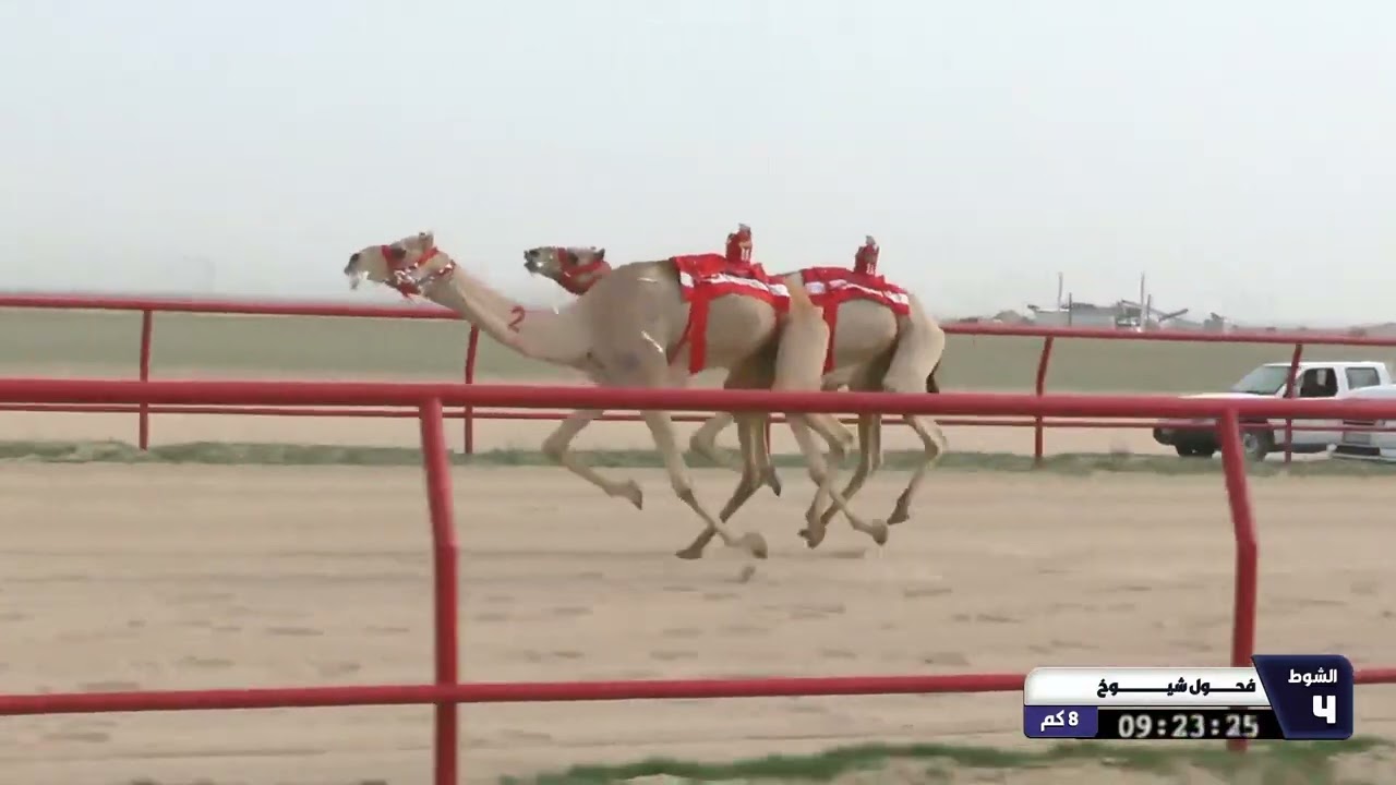 4 الشوط الرابع فحول شيوخ الاربعاء 11 02 2026