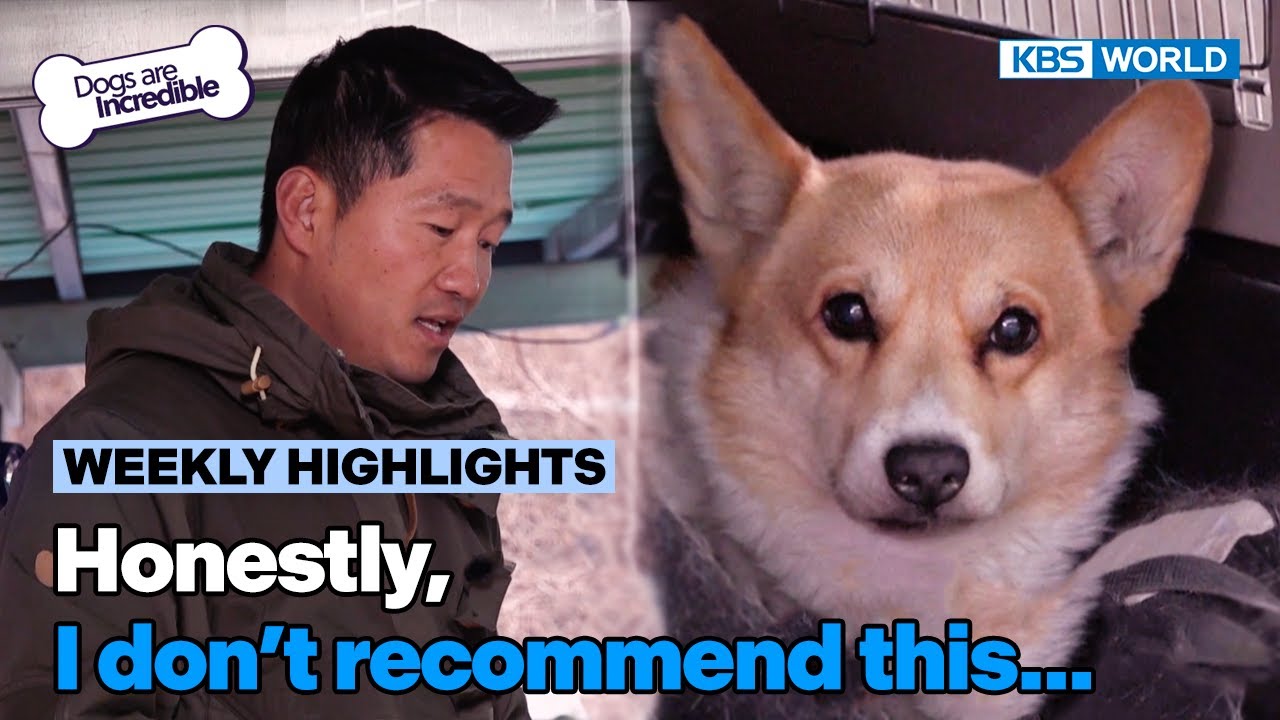 [Weekly Highlights] Honestly, I don't recommend this...😥 [Dogs Are Incredible] | KBS WORLD TV 240319