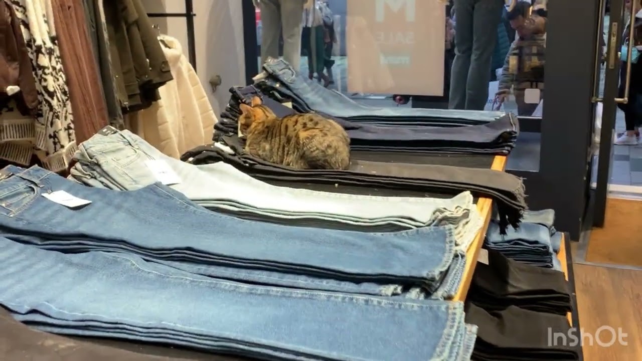 Cats in Istanbul (2)