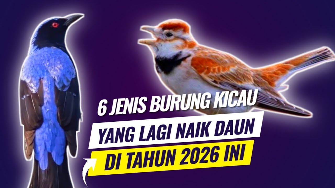 6 Jenis burung kicau yang lagi naik daun di tahun 2026