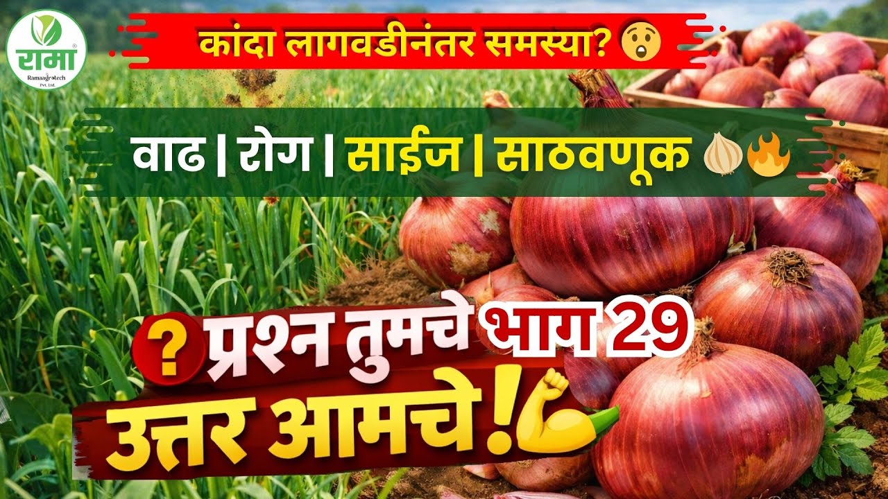कांदा लागवडीनंतर येणाऱ्या समस्या? वाढ, रोग, साईज, साठवणूक सगळ्याच प्रश्नांची उत्तरे