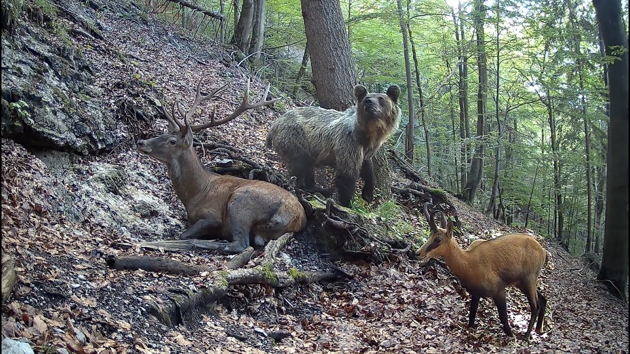 Lesný prameň  (vlci, medveď, kamzík, kuna, jastrab, diviak, jeleň...) Veľká Fatra