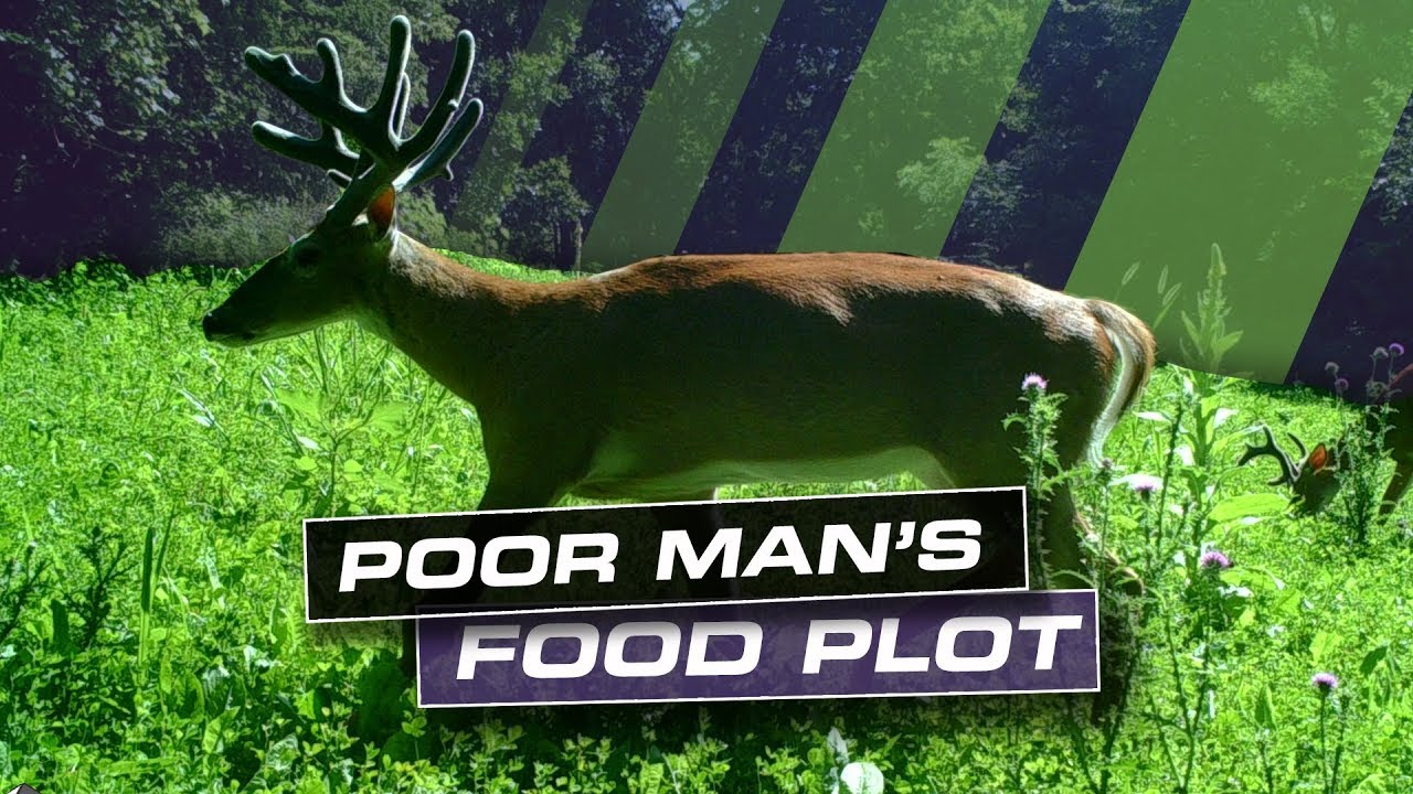How To Easily Make a Poor Man's Food Plot That Works Great
