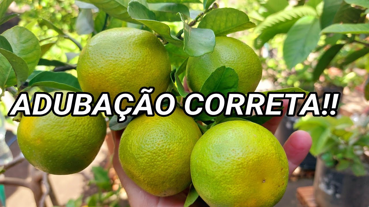 O SEGREDO DA ADUBAÇÃO PERFEITA EM CADA FASE DA FRUTÍFERA!! #frutíferasemvasos #adubação #frutos