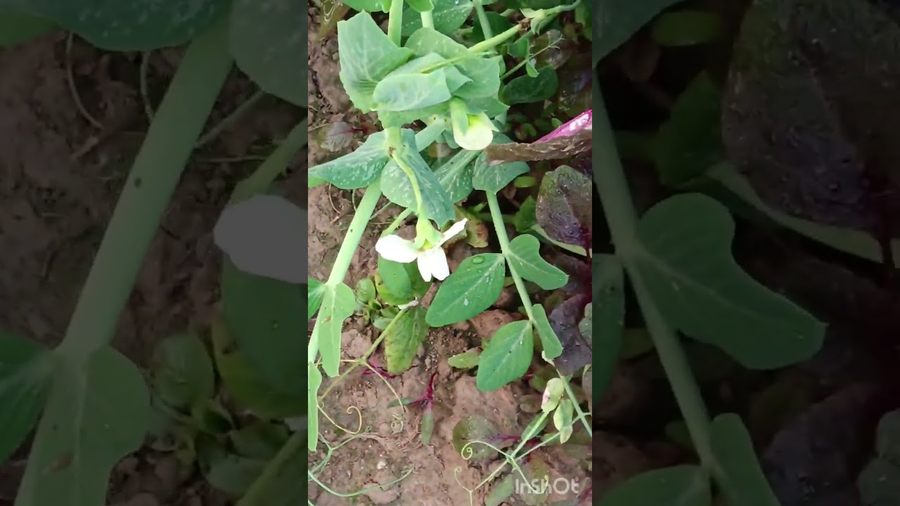 Vlog#আমাদের সবজি বাগান ও চারিদিকে আলু খেত#viralvideo 