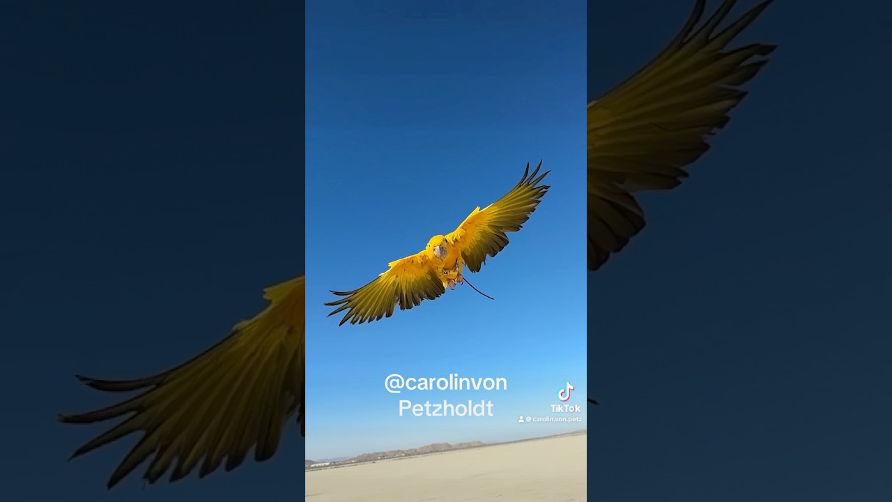 Golden Conure first time FREE FLYING! Shorts