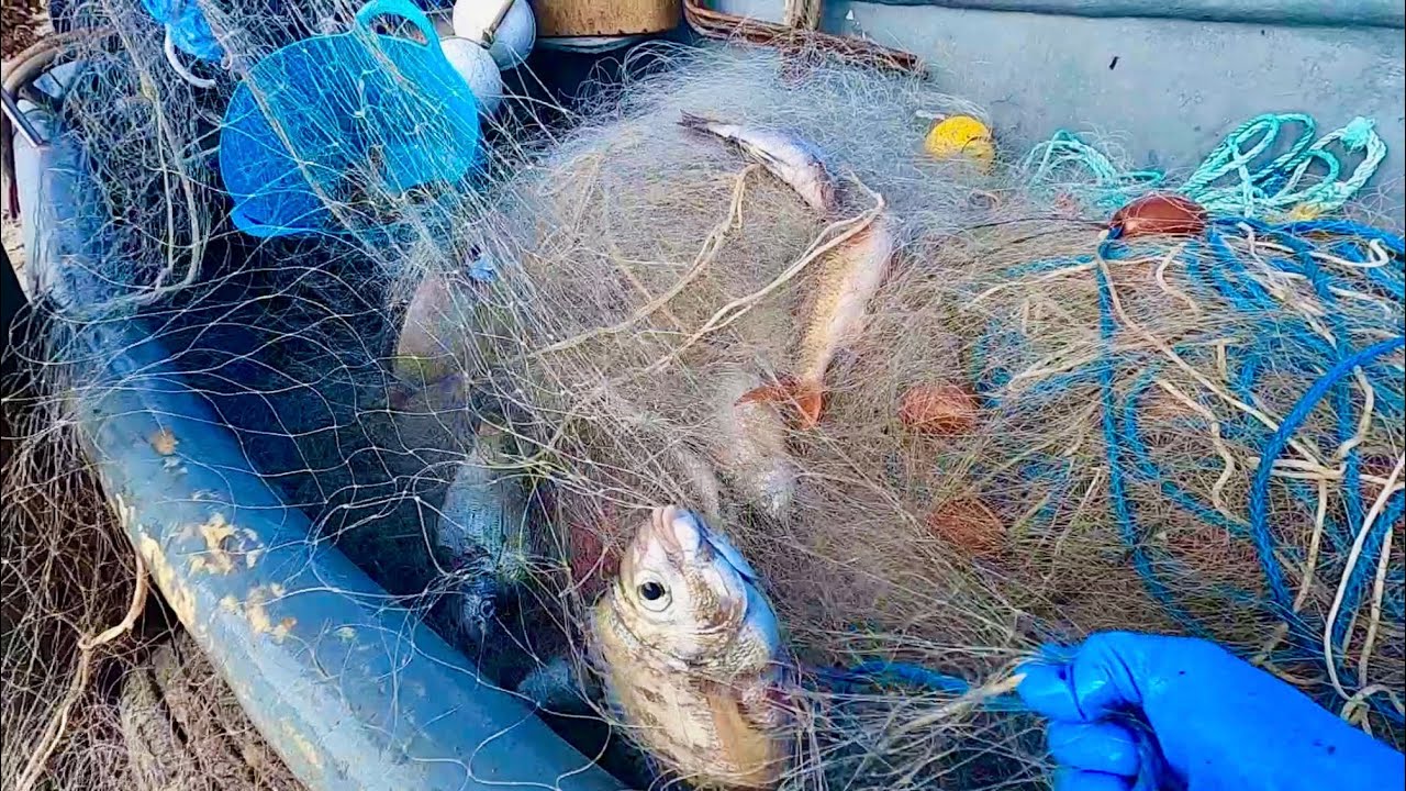 COMMERCIAL FISHING - Red Mullet Gill Nets ! Mullet Black Bream and No Seaweed !