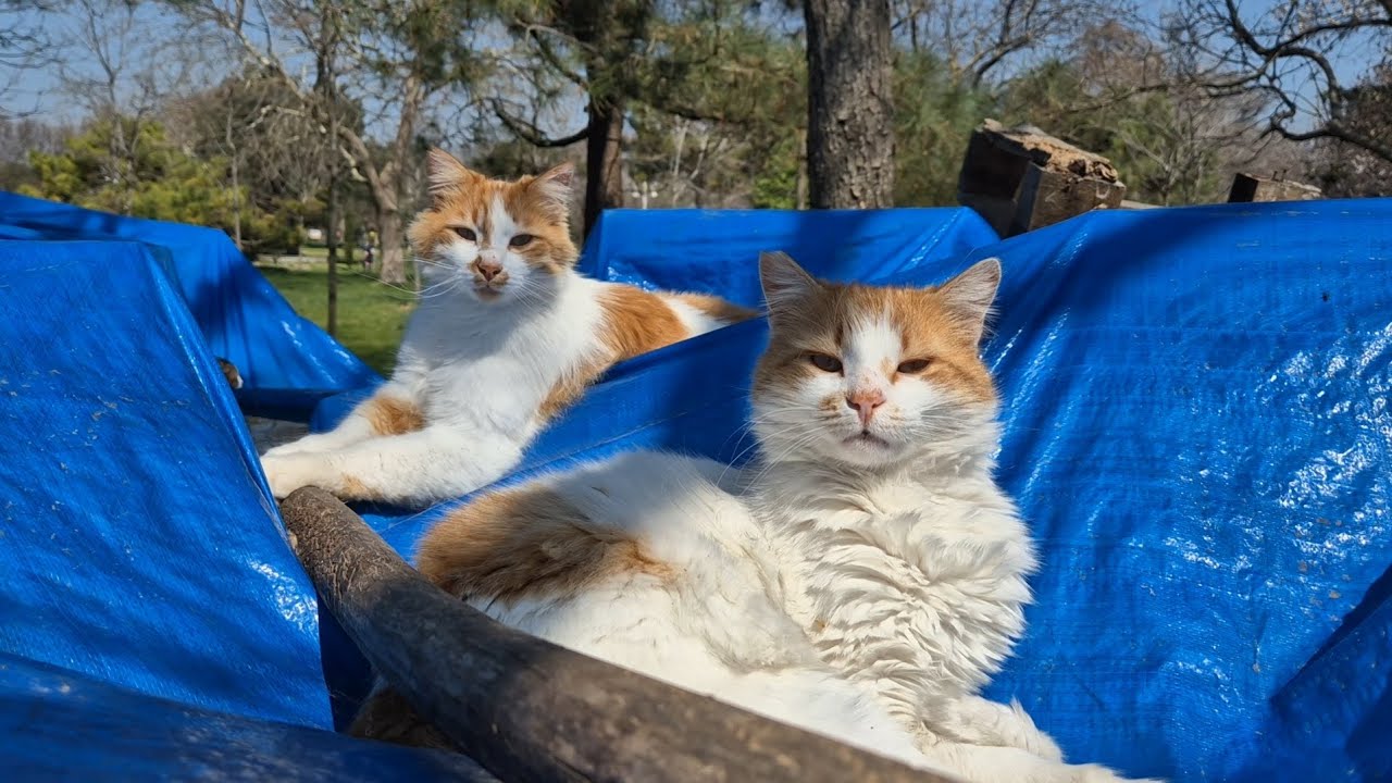 Twin cat siblings with the same colors and the same enchanting beauty.
