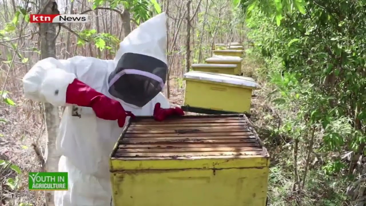 Youth in Agriculture: Bee farming in Embu County - Part two
