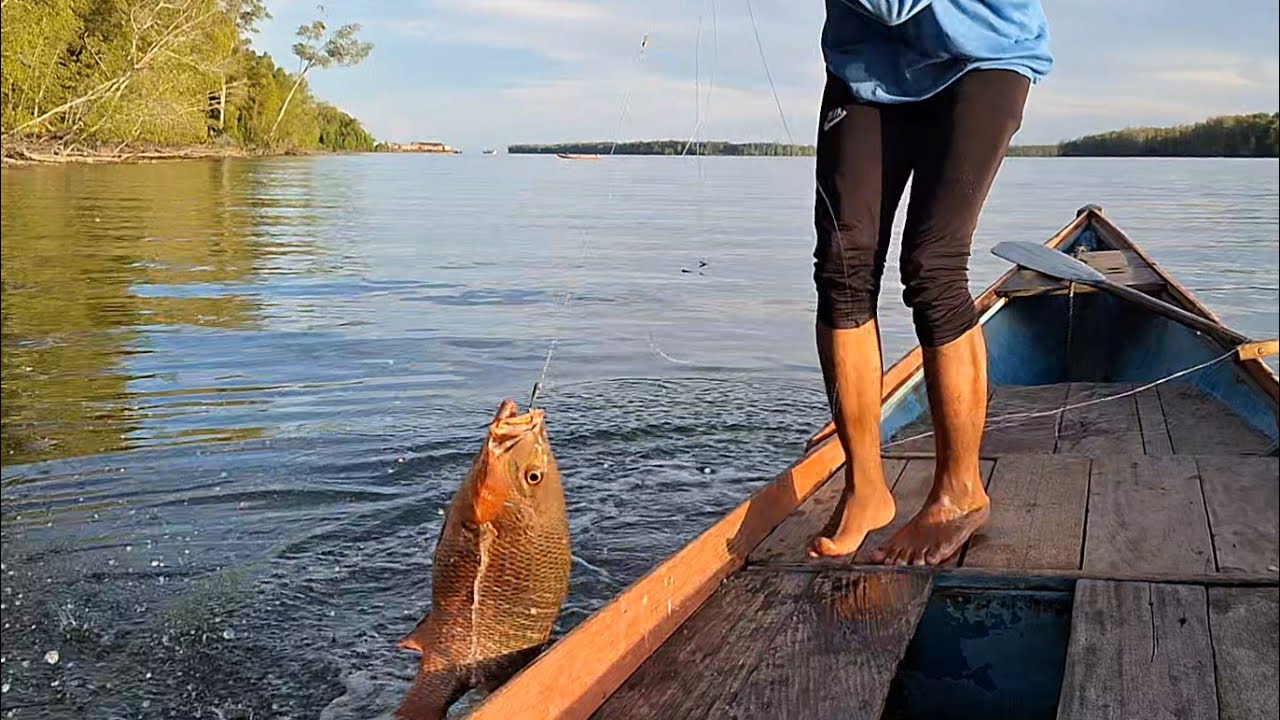 INI IKAN MANGROVE JACK TERBESAR..!! YANG BARU SAYA DAPATKAN DI MUARA..!!