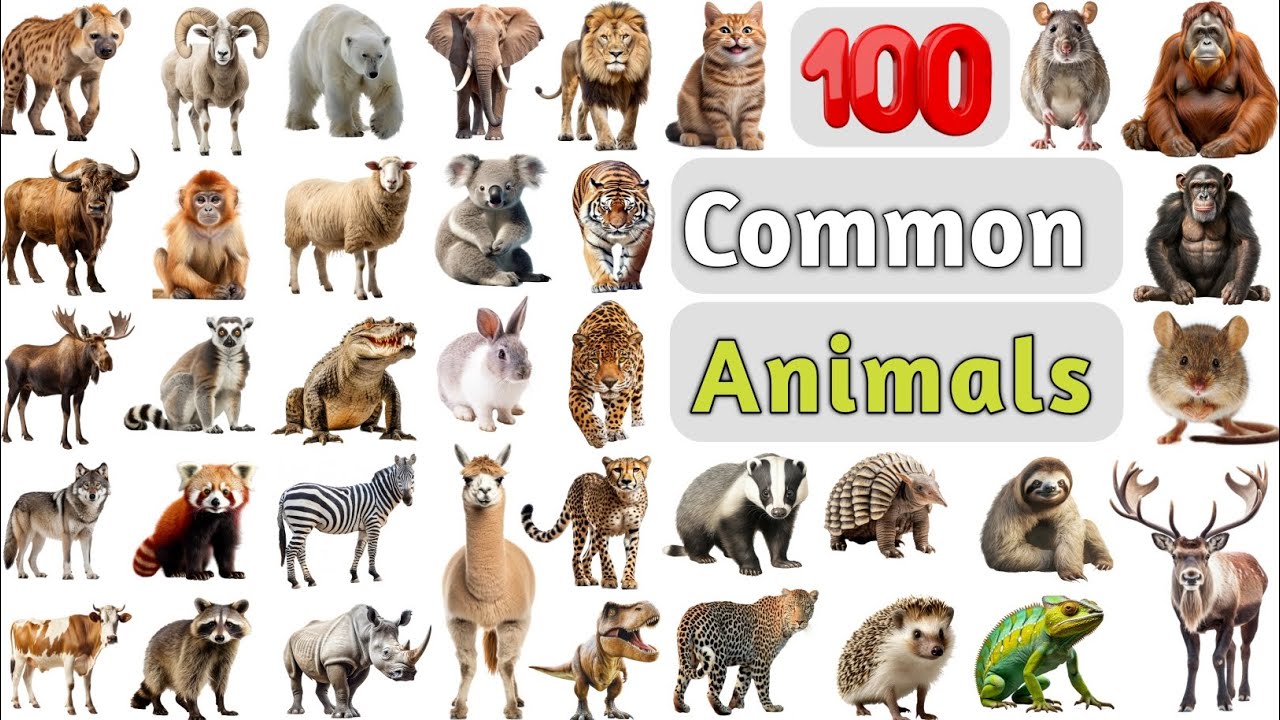 Animals Vocabulary ll 100 Common Animals Name In English With Pictures ll List of Animals in English