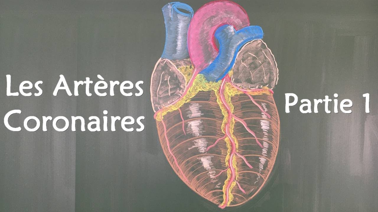 ANATOMIE DU COEUR - LES ARTERES CORONAIRES (1)
