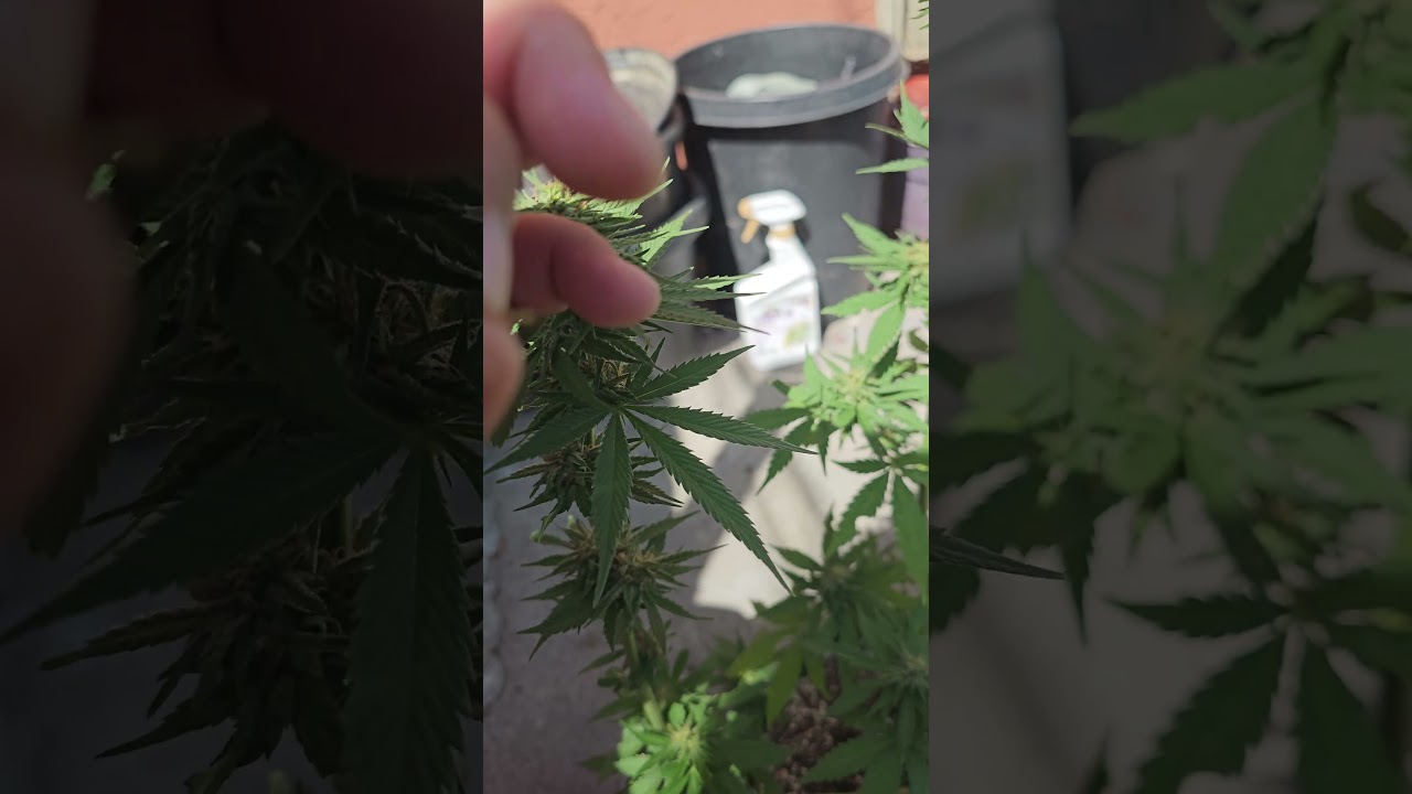 Sticky Already⁉️ #smokeweedeveryday #youtubeshorts #firsttimegrower #cannabis