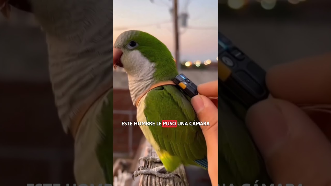 Los VIDEOS m&aacute;s GRACIOSOS de INTERNET! 🤣 #shorts #risas