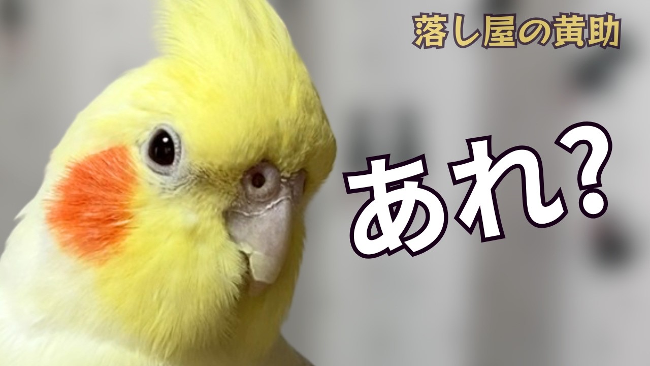 オカメインコ、落とすはずが…#オカメインコ #cockatiel #鳥のいる生活