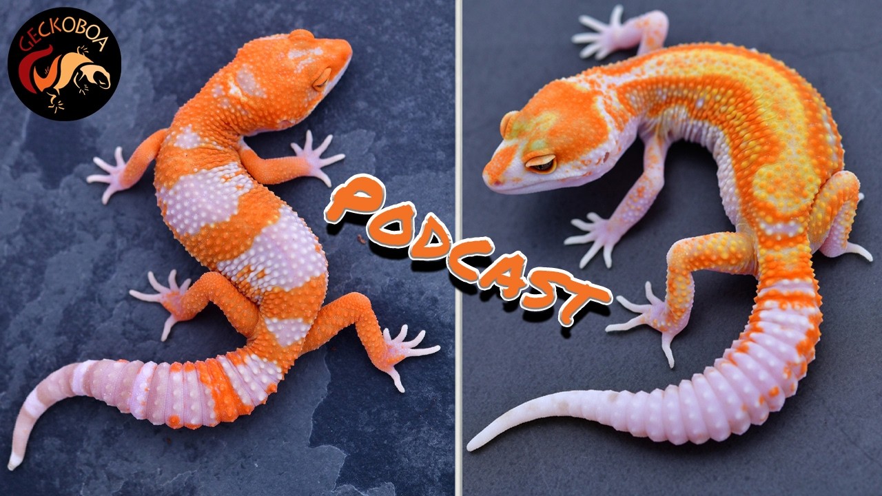 The Leopard Gecko Pod: Breeding, Supplements & Morphs w/GeckoBoa