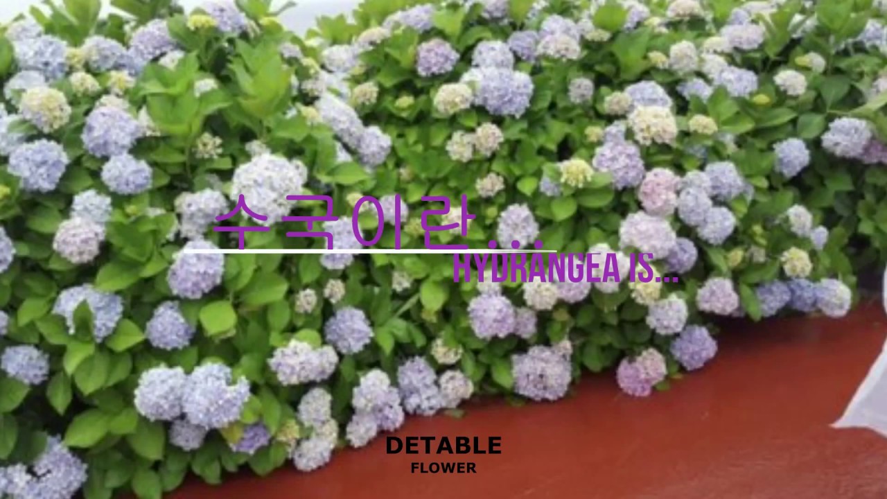 수국 수국의 종류 , 꽃말 , 컬러등의 이야기. Hydrangea story.