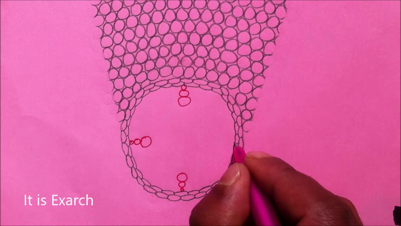 How to draw internal structure of #Monocot root || Step by step || Anatomy || Easy way to remember