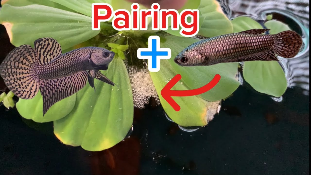 Wild betta breeding guide | Nguyen Tuan Betta #wildbetta #betta