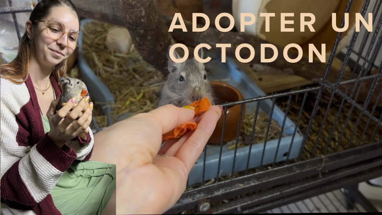 Adopter un octodon