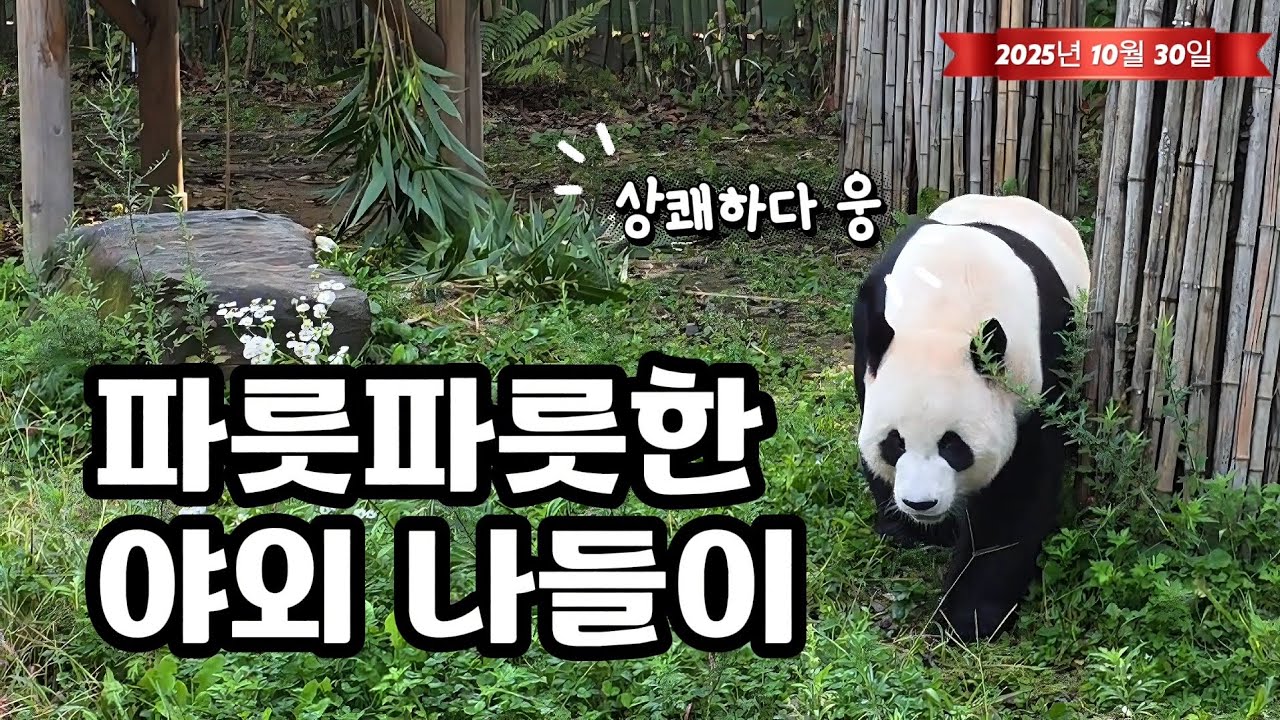 🗓20251030 판다월드 🎦파릇파릇한 야외 나들이🎦 💕🐼러바오🐼아이바오🦝레몬💕
